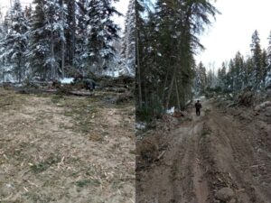 На Камчатке начинаются санитарные рубки леса