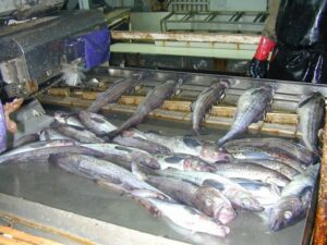 Российский вылов минтая в Беринговом море может побить рекорд