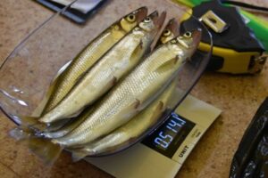 Бесплатный лов корюшки и гольцов на Камчатке продлится до 1 июня