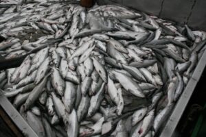 Летняя путина на Камчатке: доходы и отходы