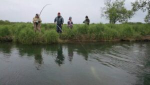 Увеличен разрешенный вылов чавычи в реке Большой на Камчатке