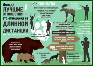 На Камчатке законодательно запретят кормить и пугать диких животных