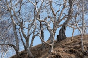 В Кроноцком заповеднике из-за медведей ограничили вертолетные экскурсии