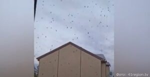 Жители Камчатки прячутся от комариных свадеб