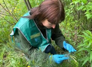 В лесах Камчатки установили феромонные ловушки для вредителей
