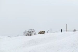 Прокуратура признала снежный полигон на Камчатке неэкологичным