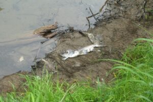 Река Паратунка: тёмные дела средь бела дня