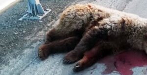 На Камчатке водитель &laquo;Тойоты&raquo; сбил на дороге медведя