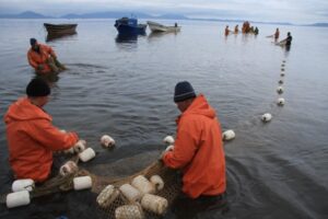 На Камчатке официально завершается лососевая путина-2023