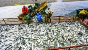 Путина-2023 завершена в Камчатском заливе и бассейне реки Камчатки