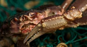 &laquo;Тепловые волны&raquo; уничтожили миллионы крабов Берингова моря?