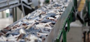 На Камчатке у предприятия &laquo;испарилось&raquo; более 31 тонны рыбных отходов