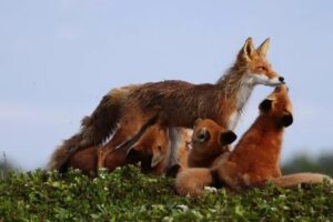 Камчатские лисы снялись в кино и попозировали для фотографов