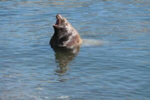 В Петропавловске-Камчатском раненому сивучу требуется помощь
