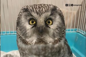 Житель Камчатки спас влетевшего в забор мохноногого сыча