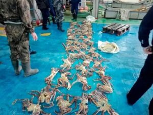 На Камчатке с крабового браконьера взыщут ущерб природе