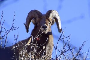 В природном парке &laquo;Налычево&raquo; посчитали снежных баранов