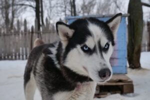 Река посносила будки: на Камчатке под водой оказался собачий питомник