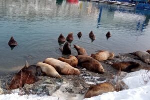 Биологи изучают лежбища сивучей на Камчатке