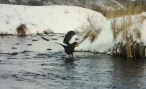 Белоплечие орланы прилетели на зимовку на Камчатку