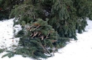 Елочным лесорубам на Камчатке грозят огромные штрафы