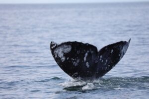 Крабовая ловушка для кита: как ликвидировать угрозу