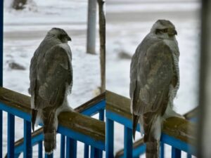 Окна камчатской библиотеки чуть было не стали причиной смерти ястреба