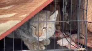 Найденного на дереве в городе рысенка выпустили в лес на Камчатке