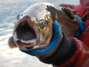 Ученые начали исследование реликтовых рыб Камчатки