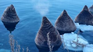 Жителей Петропавловска-Камчатского призывают не кормить сивучей