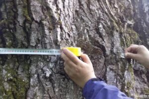 Уникальный камчатский тополь внесен в национальный реестр