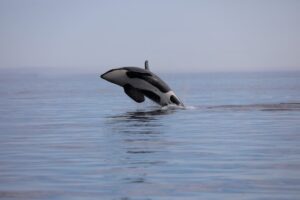 Морские млекопитающие Камчатки: не забывать и не беспокоить