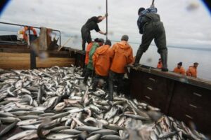 Путина-2024: консервативный сценарий для лосося