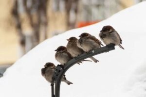 Камчатцев призывают принять участие в переписи воробьев