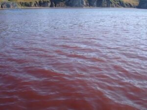 Специалисты изучают причины &laquo;красных приливов&raquo; у берегов Камчатки