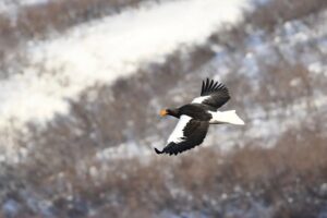 Камчатские биологи проследят за редкими птицами с помощью дронов