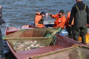 На Камчатке лососевая путина-2024 стартует 1 июня