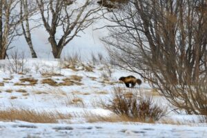 Камчатские учёные посчитали зверей в Кроноцком заповеднике