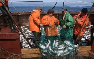 Основной подход горбуши ожидается на восточном побережье Камчатки