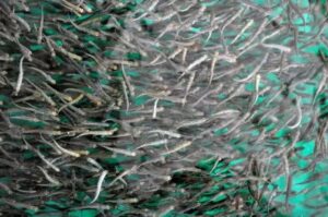 Суд обязал &laquo;Газпром&raquo; выпустить в реки Камчатки 60 тысяч мальков лосося