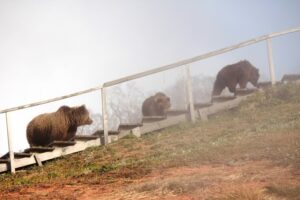 В Кроноцком заповеднике на Камчатке наступил &laquo;месячник тишины&raquo;