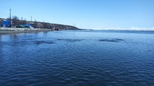 На севере Камчатки сельдь сейчас можно ловить руками