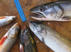 Ученые изучают ключевые гены для адаптации лососевых рыб