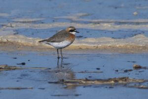 Камчатские ученые наблюдают за гнездованием птиц
