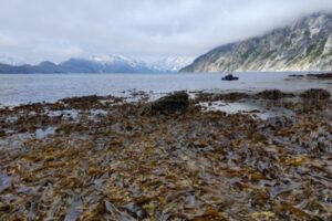 Как восстанавливается экосистема Камчатки после &laquo;красного прилива&raquo;