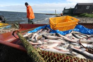 Рыба подходит: холодное лето камчатской путины-2024