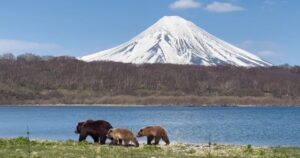 В Южно-Камчатском заказнике считают медведей