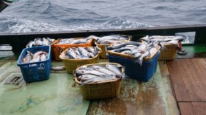 Почему Россия всё ещё выделяет Японии квоты на лов лососей?