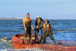 Путина-2024: объёмы вылова лососей на четверть меньше прошлогодних