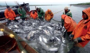 Погода, тарифы, нехватка кадров: на Камчатке ждут роста цен на лососей